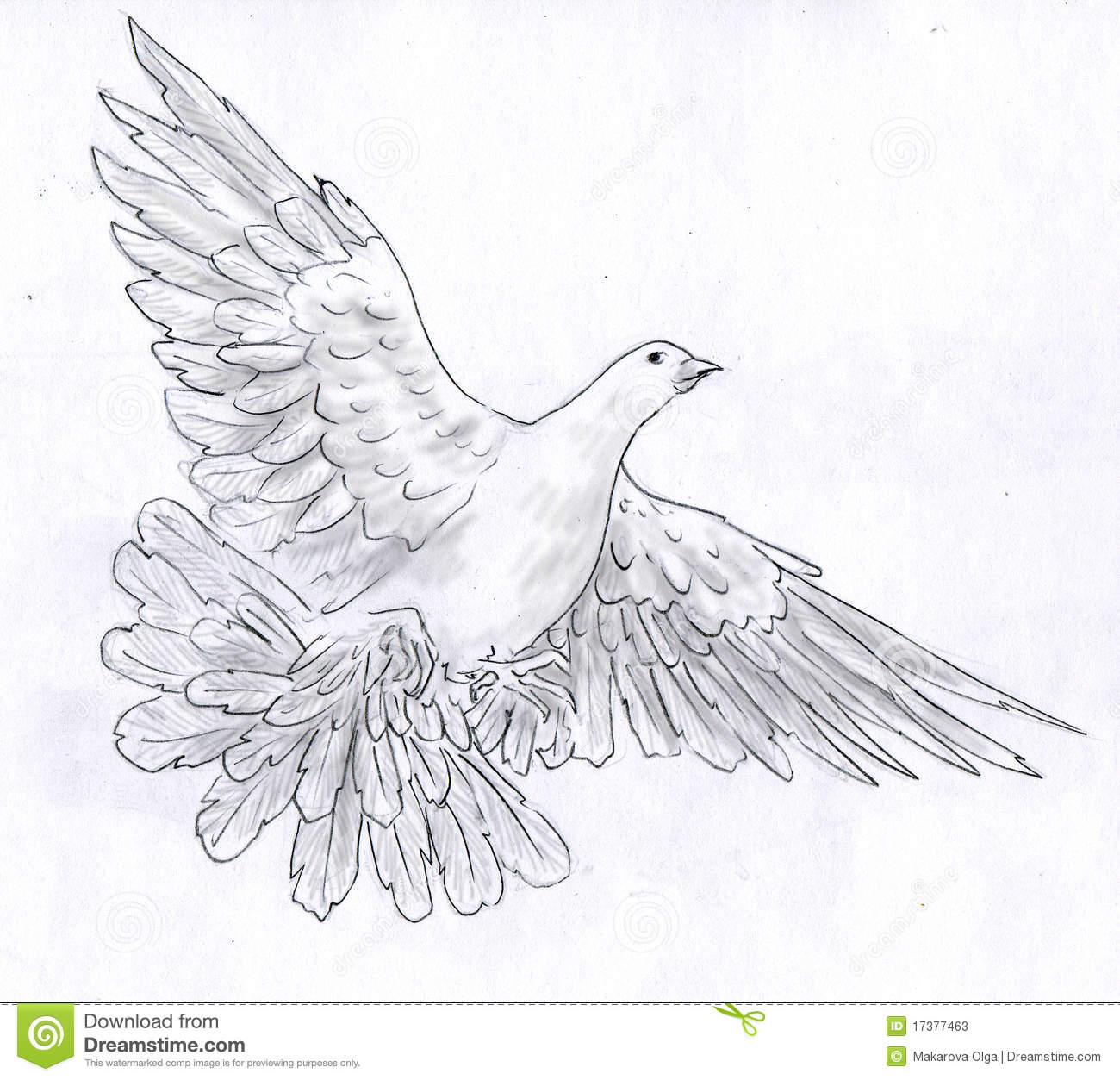 White Dove Sketch at PaintingValley.com | Explore collection of White ...