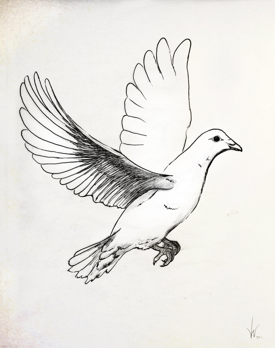 White Dove Sketch at PaintingValley.com | Explore collection of White ...