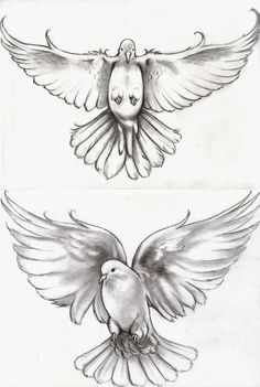 236x351 Free Flying White Dove Isolated Sketch Style Illustration Stock - White Dove Sketch