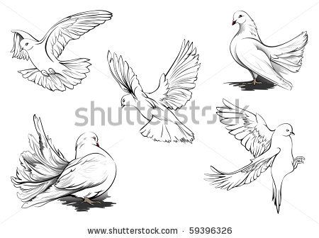 450x336 Hand Drawn Vector Sketches Of Beautiful White Doves In Different - White Dove Sketch