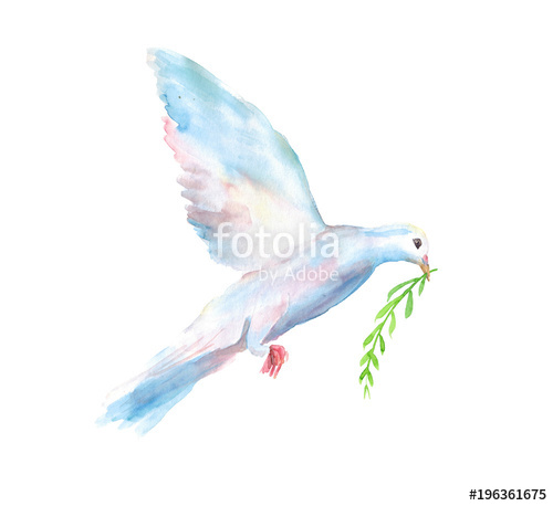 500x458 Watercolor Hand Drawn Sketch Illustration Of White Dove Of The - White Dove Sketch