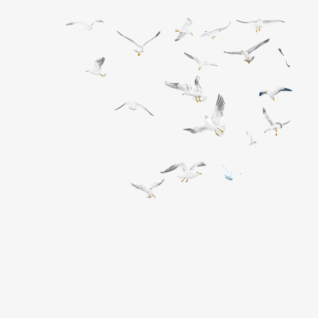 650x651 White Dove Diagram - White Dove Sketch