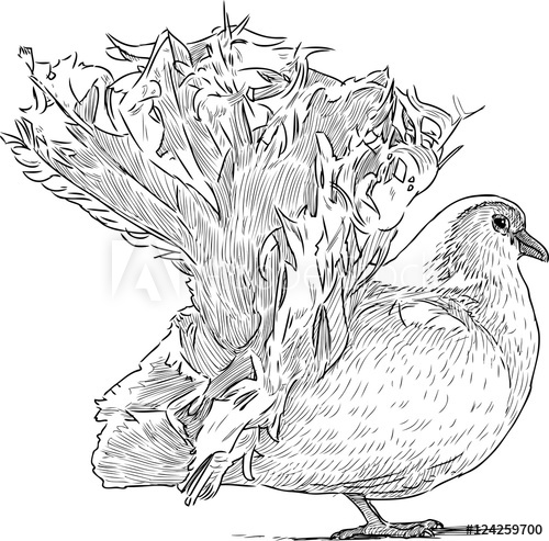 500x493 Sketch Of A White Dove - White Dove Sketch