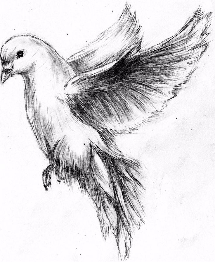 White Dove Sketch at Explore collection of White