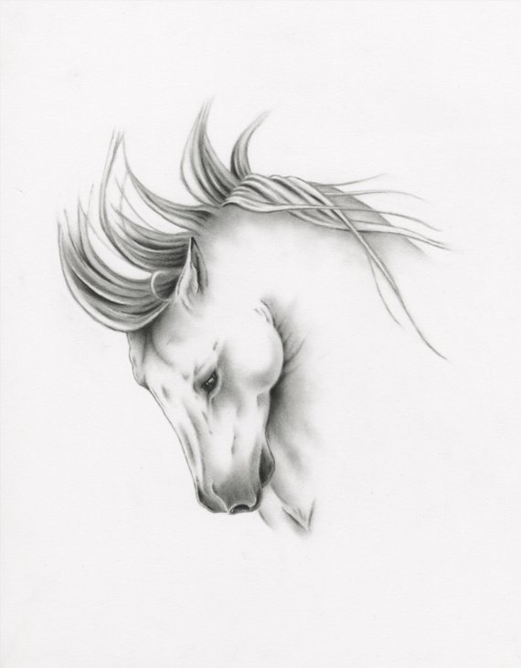 570x731 Original Charcoal Horse Drawing 11x14 White Horse Etsy - White Horse Sketch