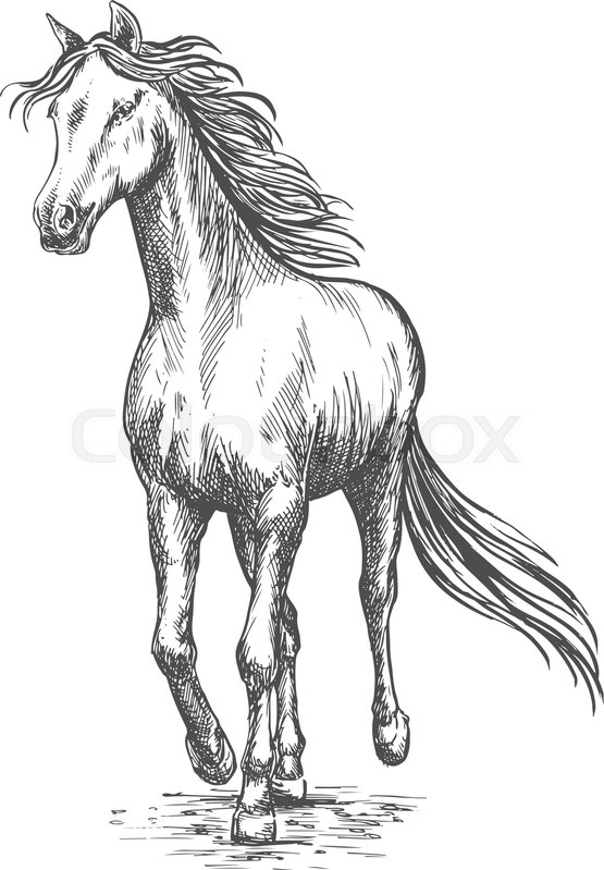 555x799 Running White Horse Pencil Sketch. Vector Galloping Mustang - White Horse Sketch