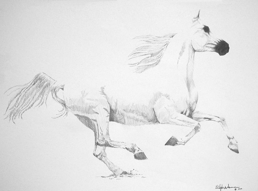 900x666 White Horse Drawing By Christopher A Newman - White Horse Sketch