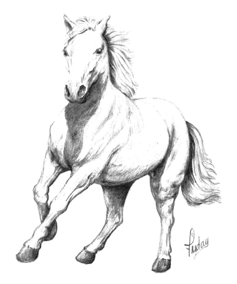 816x979 White Horse By Pixel Slinger - White Horse Sketch