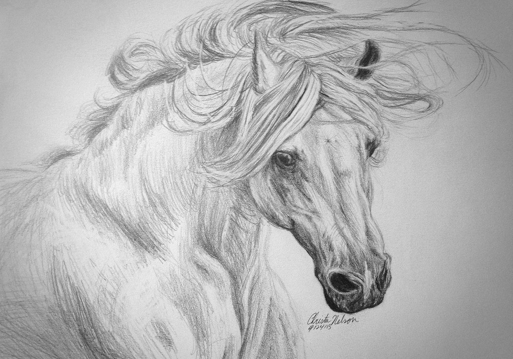 1024x717 White Horse Sketch By Christa S Nelson - White Horse Sketch