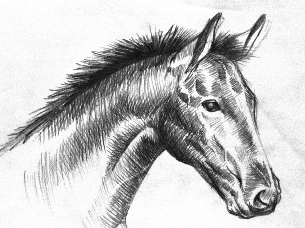 1024x768 Animals Wallpapers Black And White Horse Drawings Chainimage - White Horse Sketch