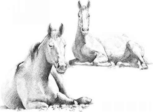 493x362 Drawing Horses - White Horse Sketch