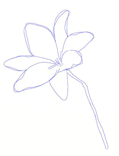 384x500 How To Draw A Lily Flower - White Lily Sketch
