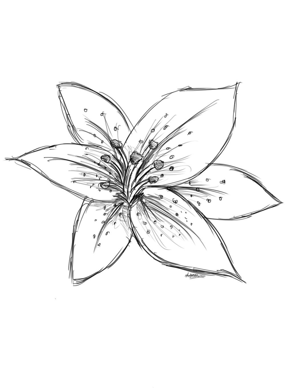 1024x1365 Lilies Flowers Drawing White Lily Flower Drawing At Getdrawings - White Lily Sketch