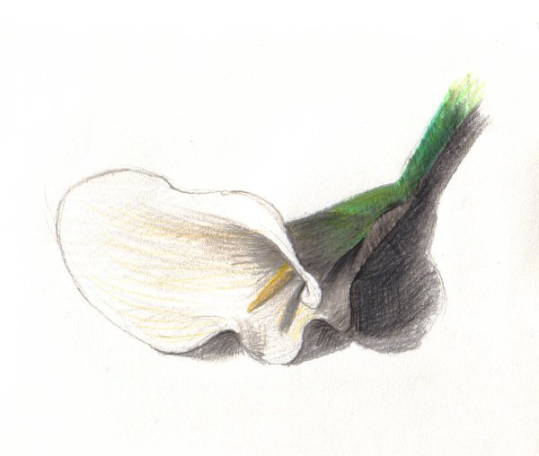 600x508 Lily Drawing Lunamatic - White Lily Sketch