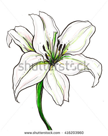 373x470 Collection Of White Lily Drawing High Quality, Free Cliparts - White Lily Sketch