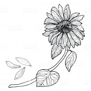 300x300 Stock Photo Flowers Hand Drawn Sketch Flower Sunflower White Lily - White Lily Sketch