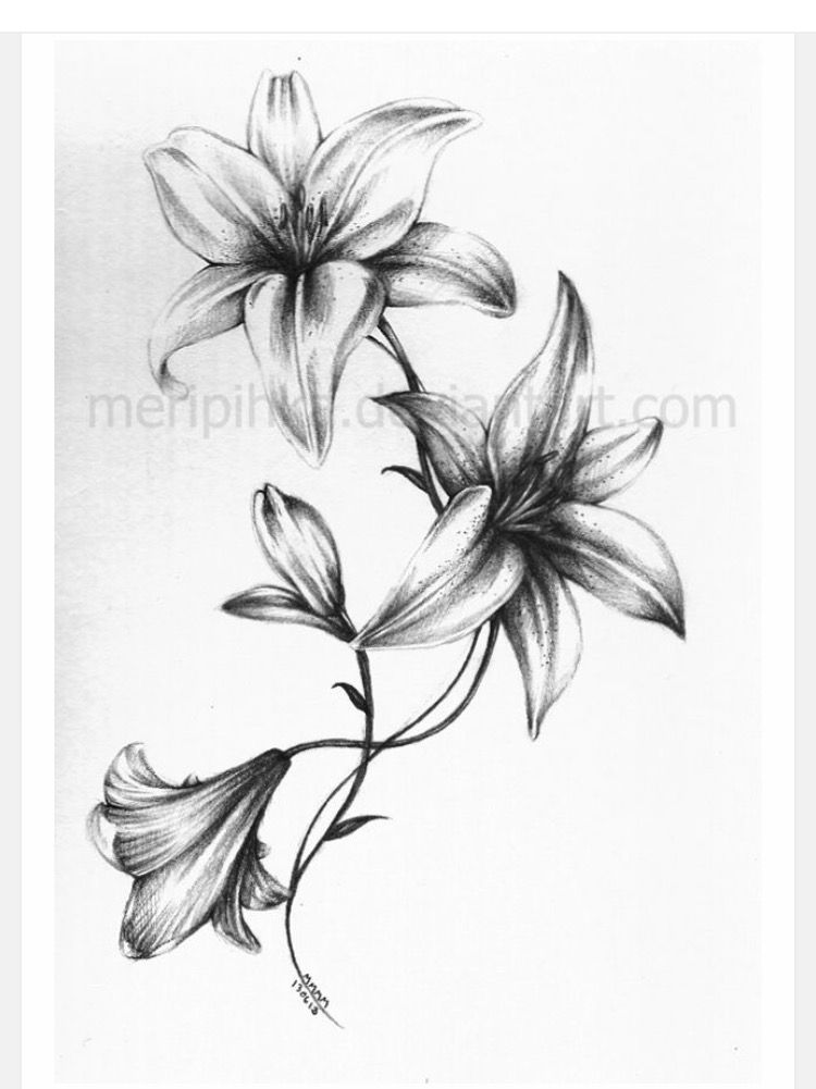 750x1001 Beautiful Black And White Lily My Style Tattoos - White Lily Sketch