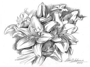 300x222 White Lily Drawings - White Lily Sketch