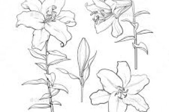 343x228 White Lily Flower Drawing - White Lily Sketch