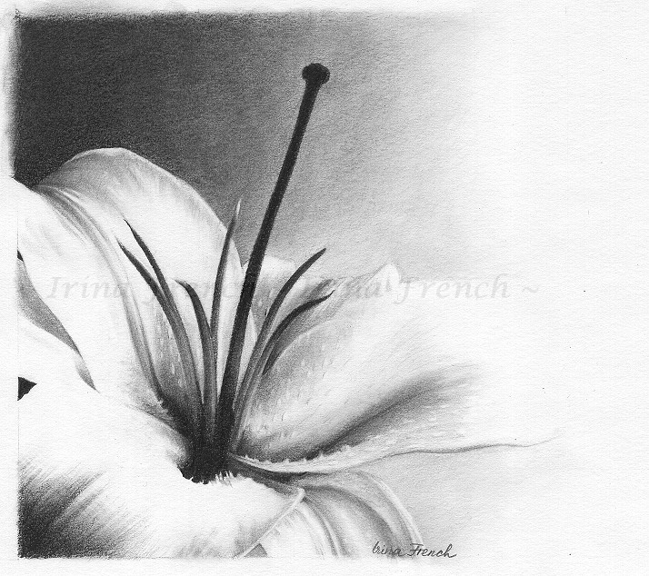 714x634 Lilydrawing Explore Lilydrawing - White Lily Sketch