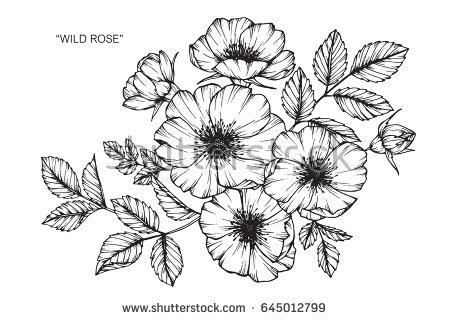 450x320 White Lily Flower Meaning Stock Vector Wild Rose Flowers Drawing - White Lily Sketch