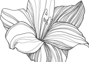 300x210 Black And White Drawings Of Lilies Black And White Lily Drawing - White Lily Sketch
