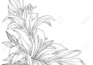 300x210 Black And White Lily Drawing Black And White Lily Drawing - White Lily Sketch