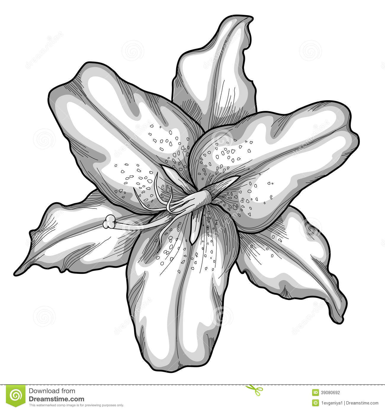 1300x1390 Black And White Lily Drawing Black White Lily Drawing Stock - White Lily Sketch