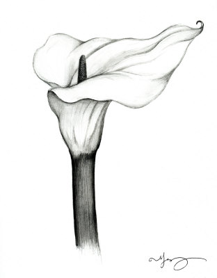 312x400 Calla Lily Clipart Pencil Drawing - White Lily Sketch