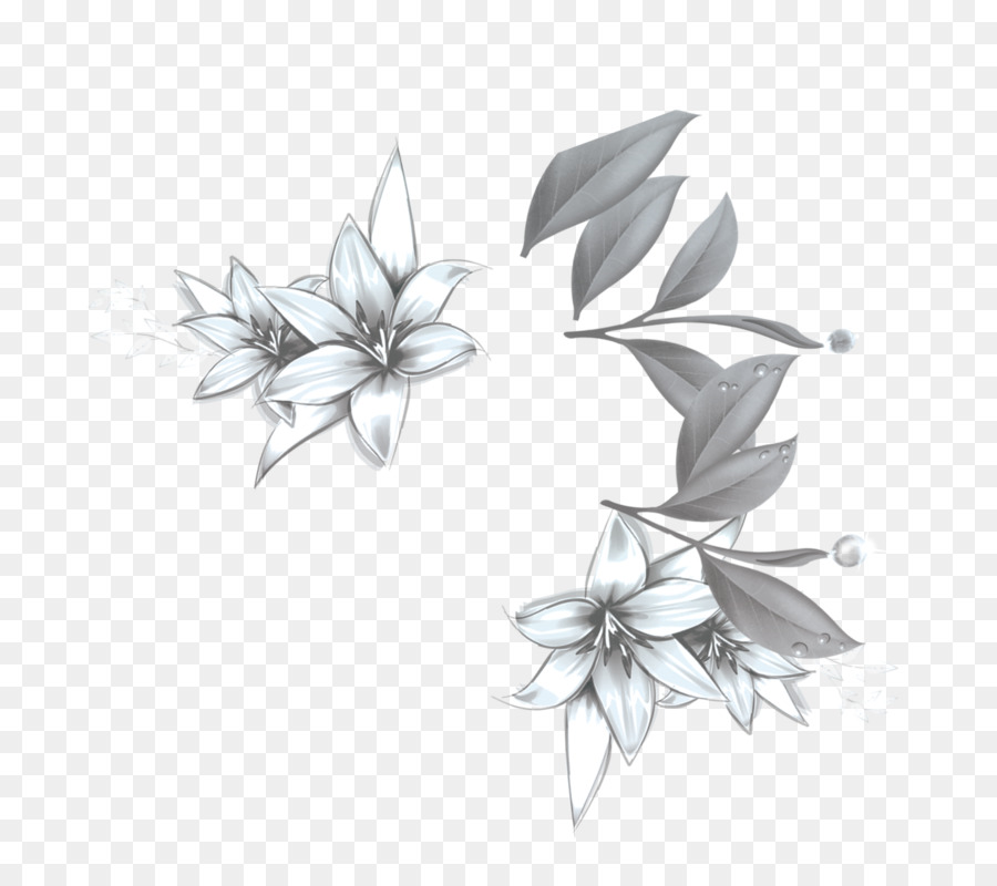 900x800 Download - White Lily Sketch