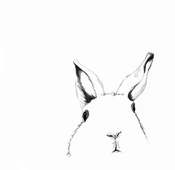 573x556 White Rabbit Drawing - White Rabbit Sketch