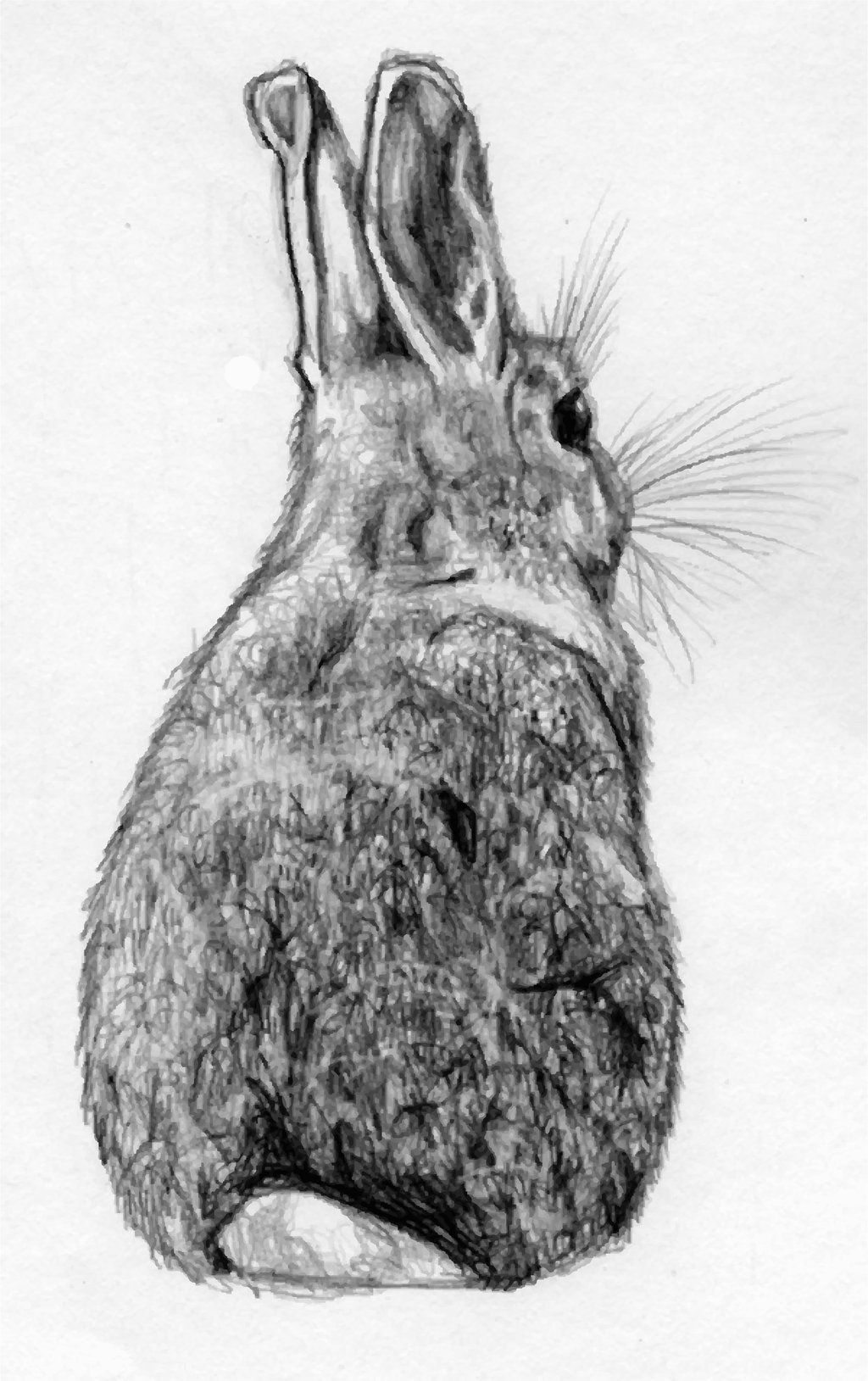 1024x1629 Rabbit Sketch - White Rabbit Sketch