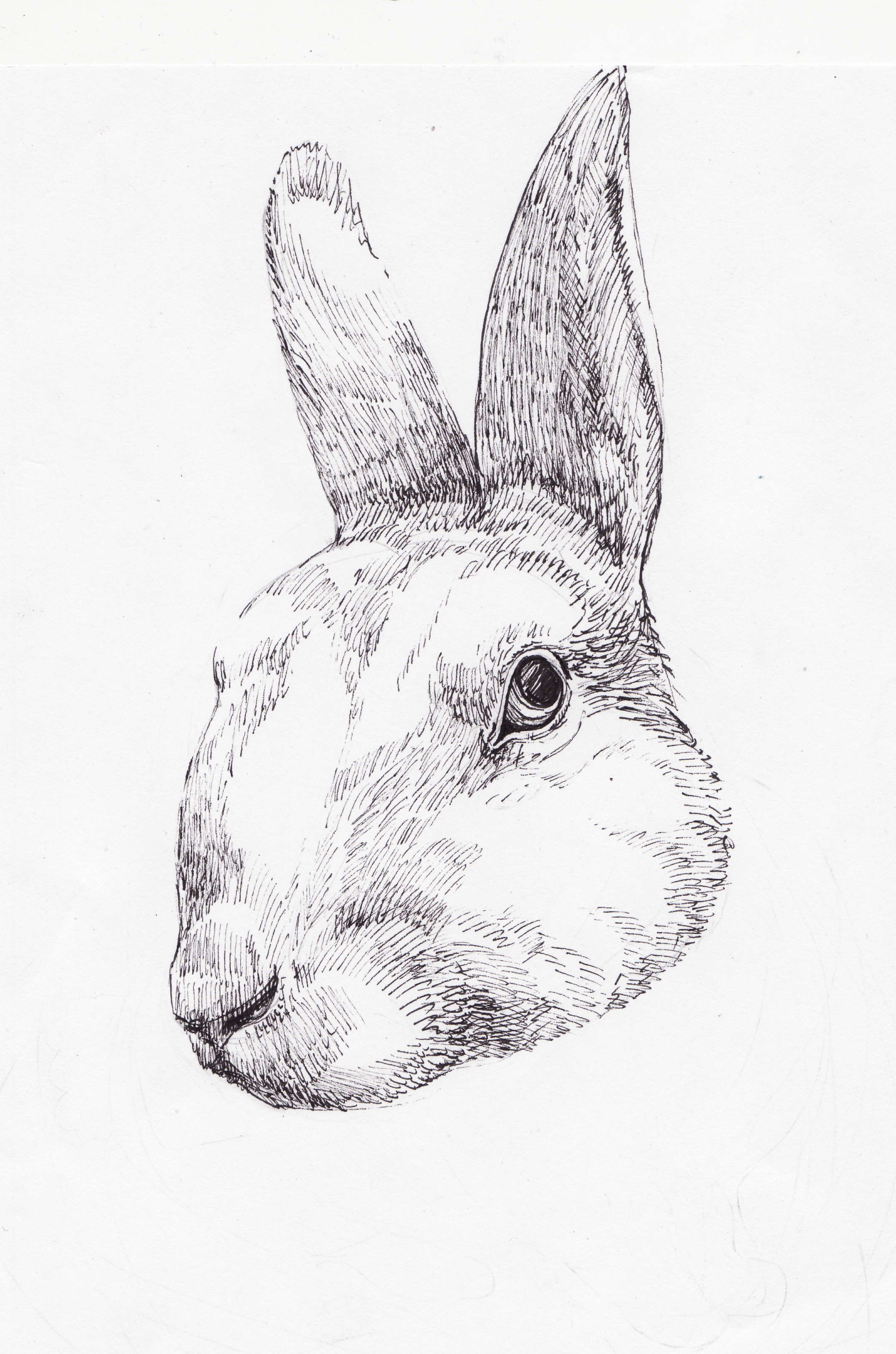 1600x2417 White Rabbit Society E M M A - White Rabbit Sketch