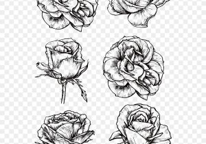 300x210 Black And White Rose Sketch Sketch Image Of Rose Sketch In Black - White Rose Sketch