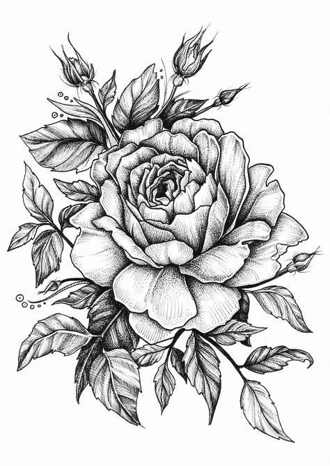 White Rose Sketch At Paintingvalleycom Explore Collection