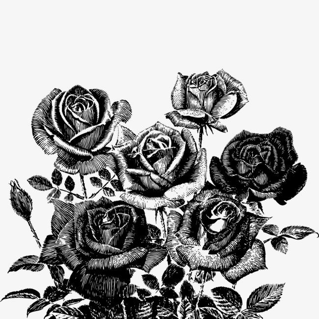 650x650 Pen Painting Flowers, Black And White, Rose, Sketch Png Image And - White Rose Sketch