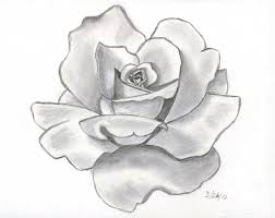 252x200 Pencil White Rose Sketch Flower Pretty - White Rose Sketch