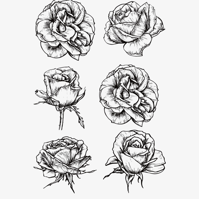 650x651 Sketch Black And White Roses, Sketch Vector, Black Vector, Hand - White Rose Sketch
