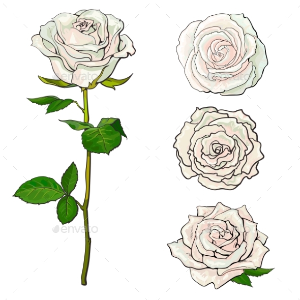 590x590 White Rose Blooms Set With Branch Of Summer Flower By Sabelskaya - White Rose Sketch