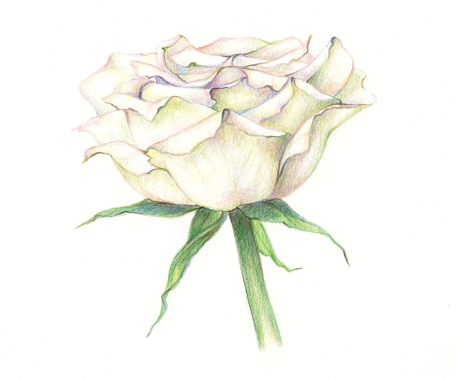 1516x1254 White Rose Drawing Art Drawing Skill - White Rose Sketch