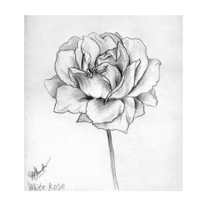 300x300 White Rose. Pencil Art Drawing By Sofia Metal Queen - White Rose Sketch