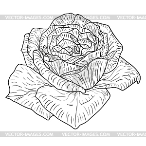 300x300 Beautiful Monochrome Sketch, Black And White Rose - White Rose Sketch