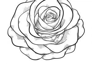 300x210 Black And White Rose Drawing Black And White Rose Sketch - White Rose Sketch