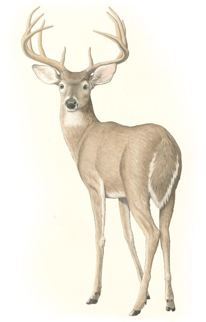 415x648 The White Tailed Deer All Things Texas Deer, Deer - White Tailed Deer Sketch
