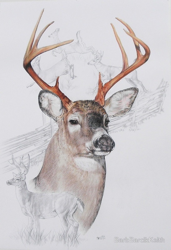 549x800 White Tailed Deer Clipart Pencil Drawn - White Tailed Deer Sketch