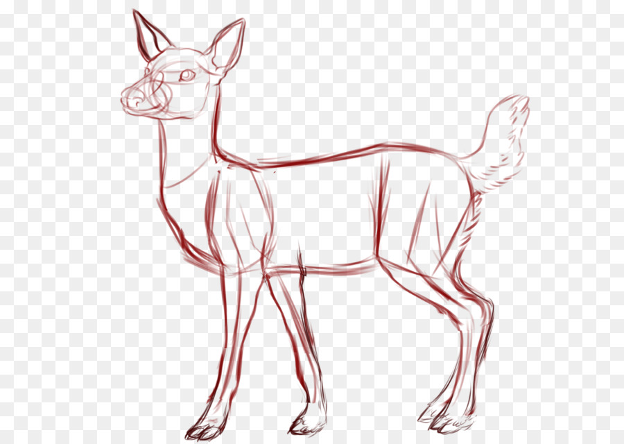 900x640 White Tailed Deer Drawing Sketch - White Tailed Deer Sketch