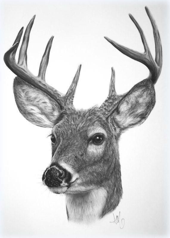 570x796 Deer Drawing Deer Drawing Drawings, Art And Deer - White Tailed Deer Sketch