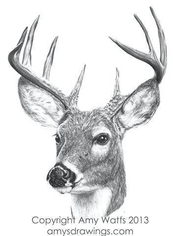 White Tailed Deer Sketch at PaintingValley.com | Explore collection of ...