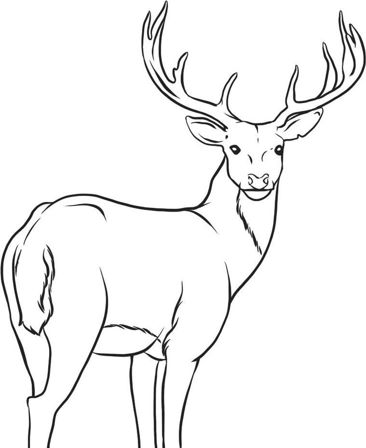 736x902 Free Printable Deer Coloring Pages For Kids Dear Coloring Pages - White Tailed Deer Sketch