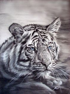 Black And White Tiger Sketch at PaintingValley.com | Explore collection ...